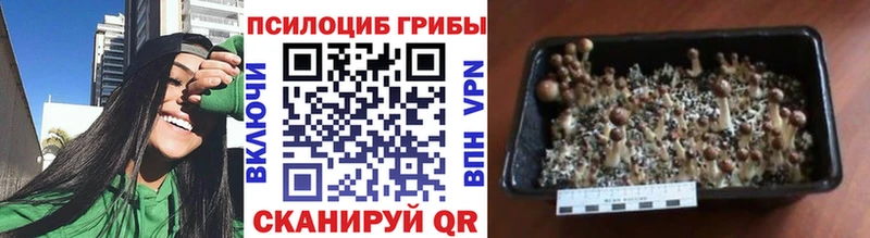 Псилоцибиновые грибы мицелий Гатчина